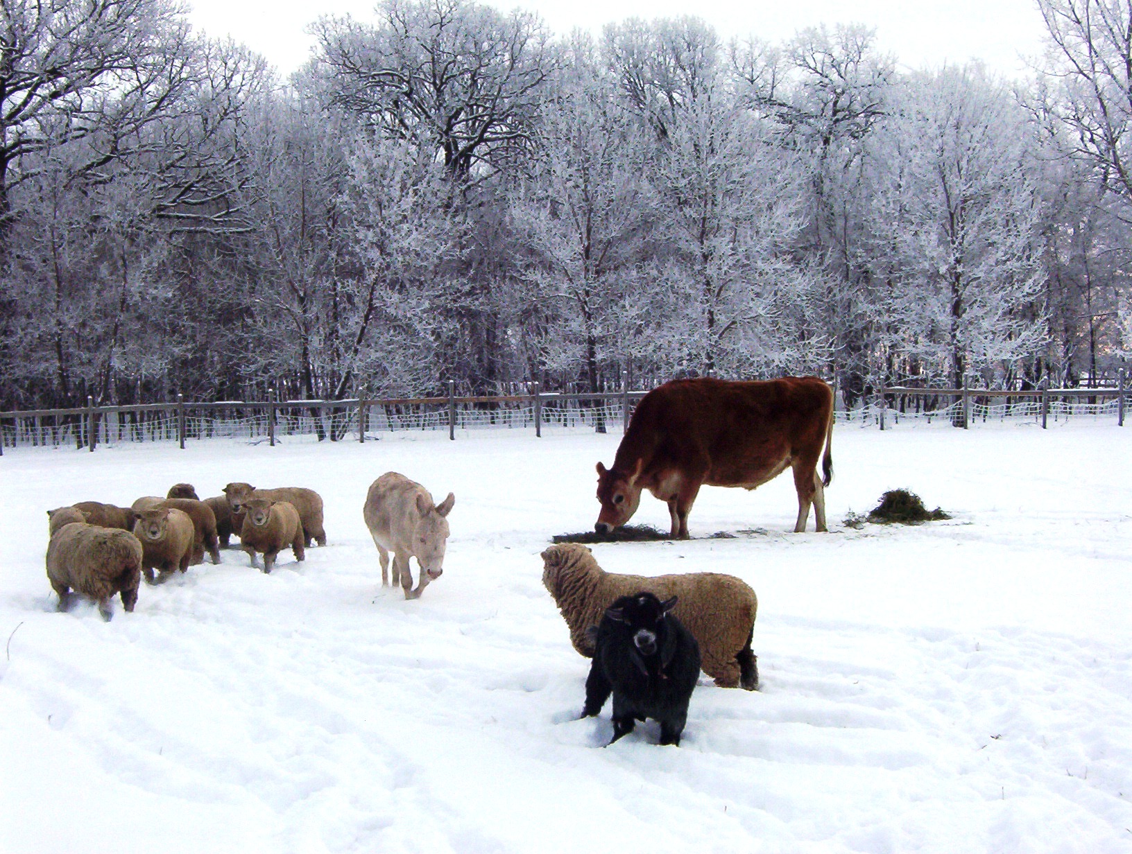 Hobby Farm Animals